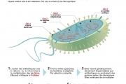 Les antibiotiques, c’est fini ?