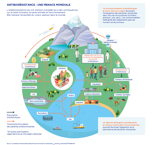 antibiorésistance