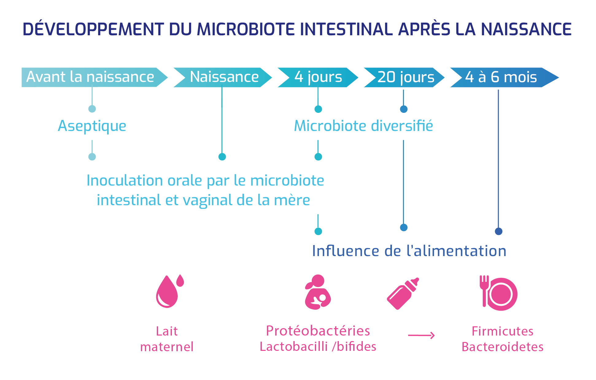 Microbiote