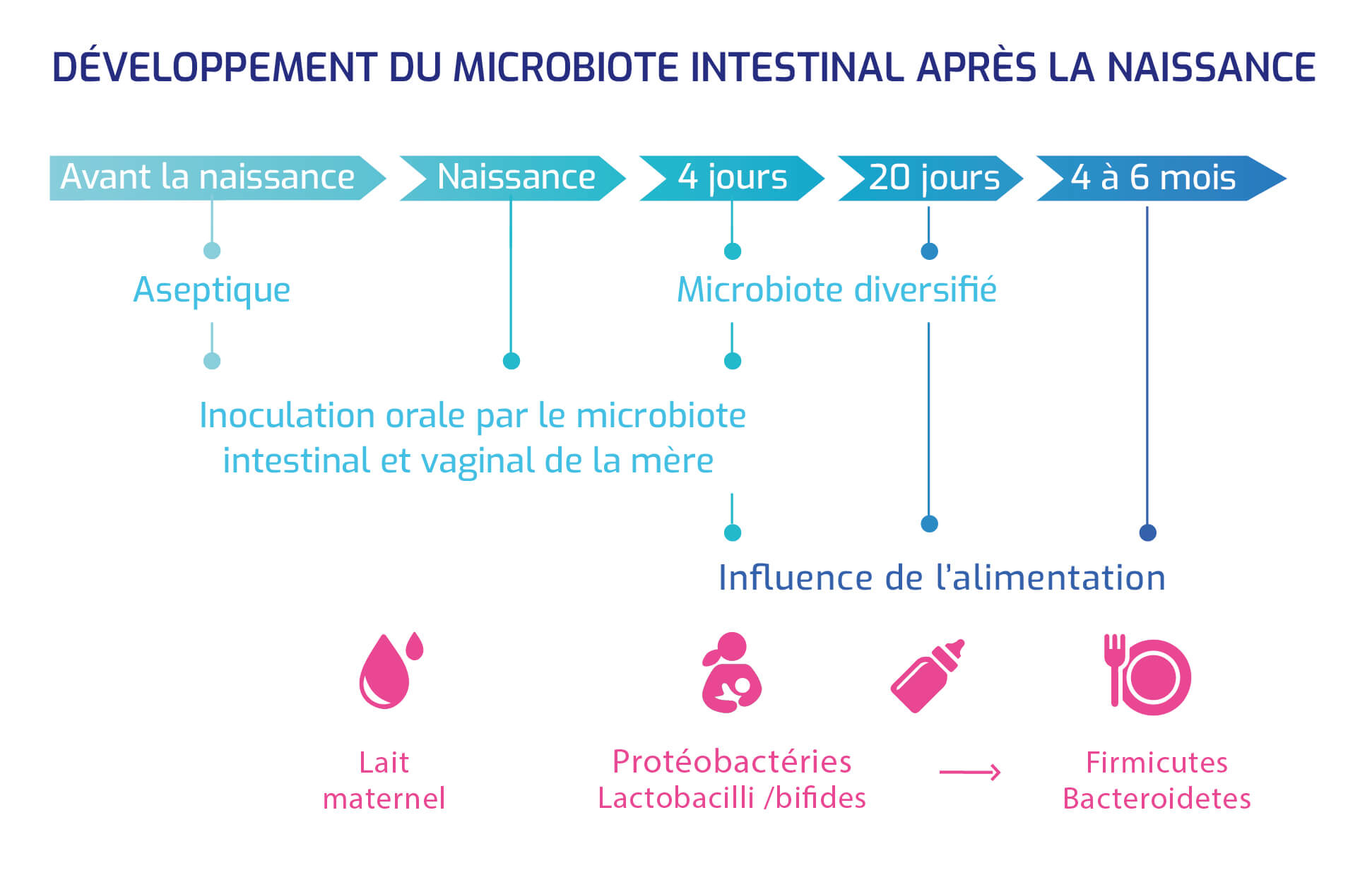 Développement du microbiote