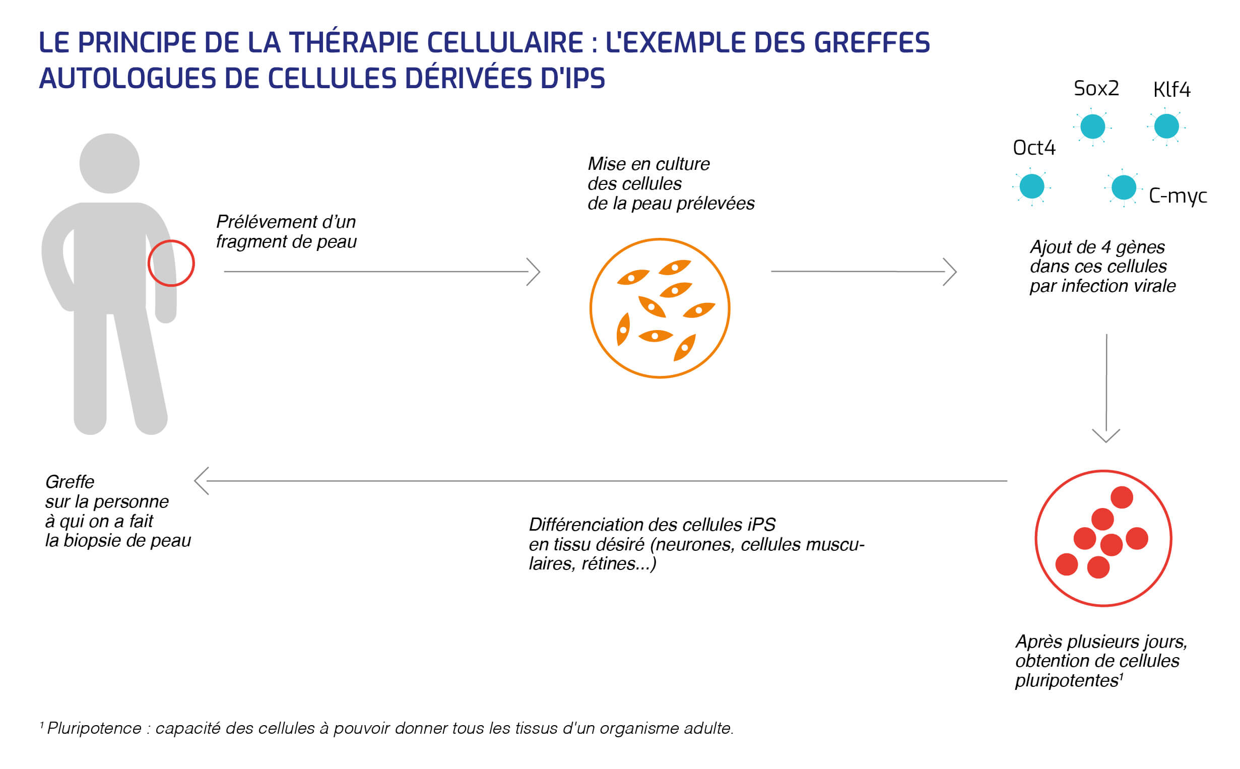 Thérapie cellulaire