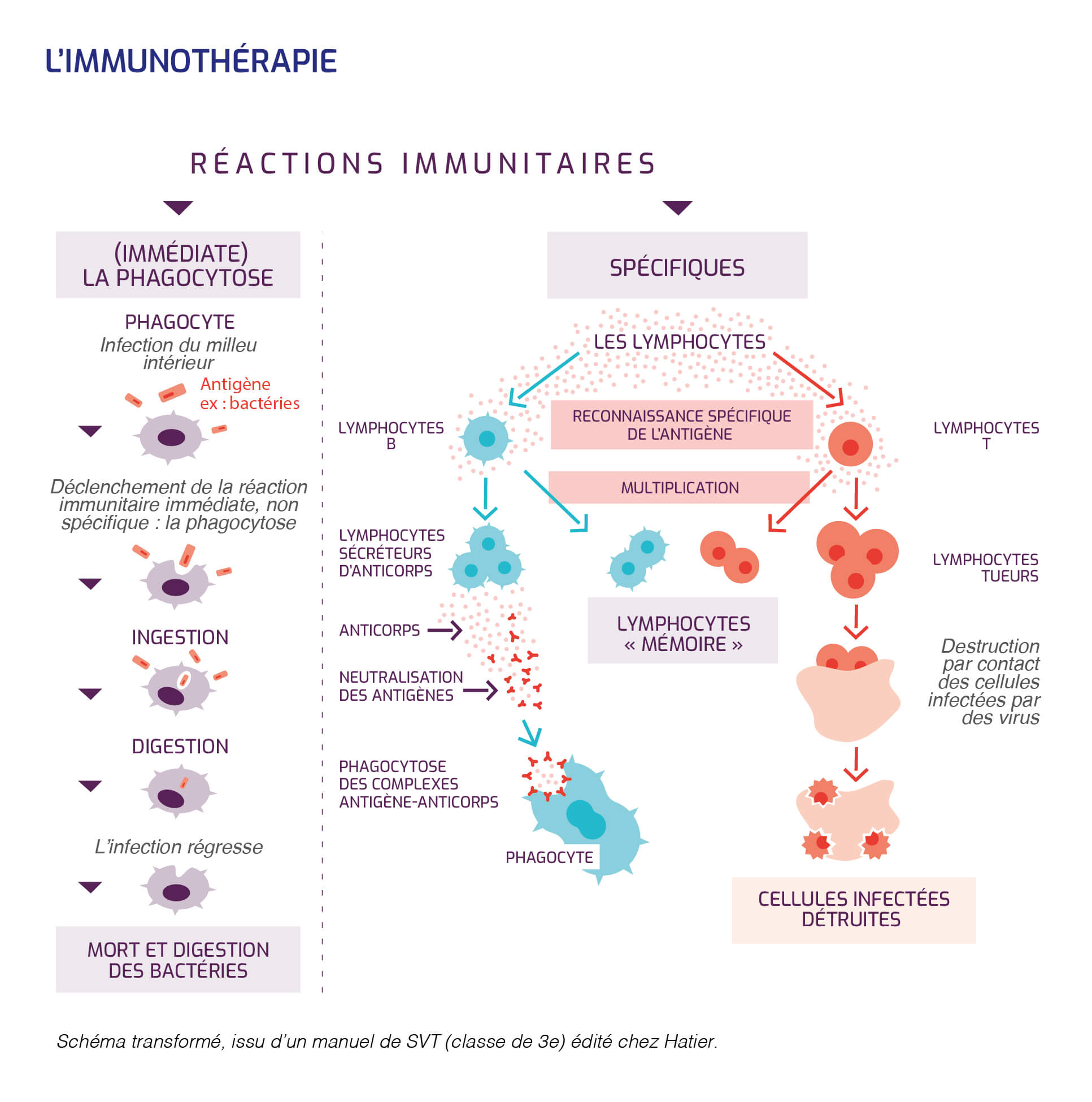 Immunothérapie