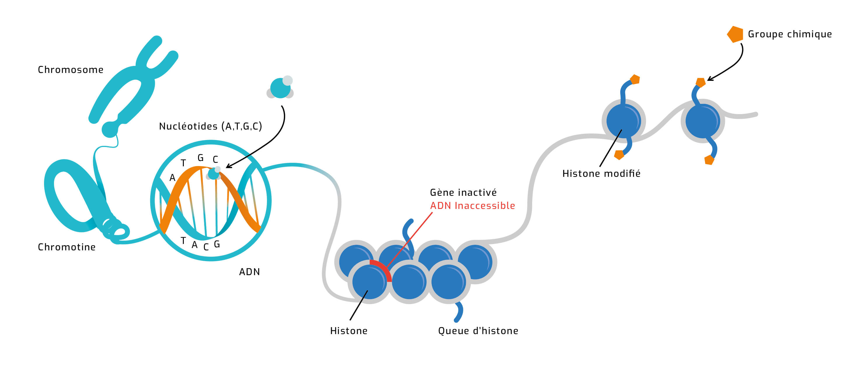 Autisme, hérédité et nouvelles mutations