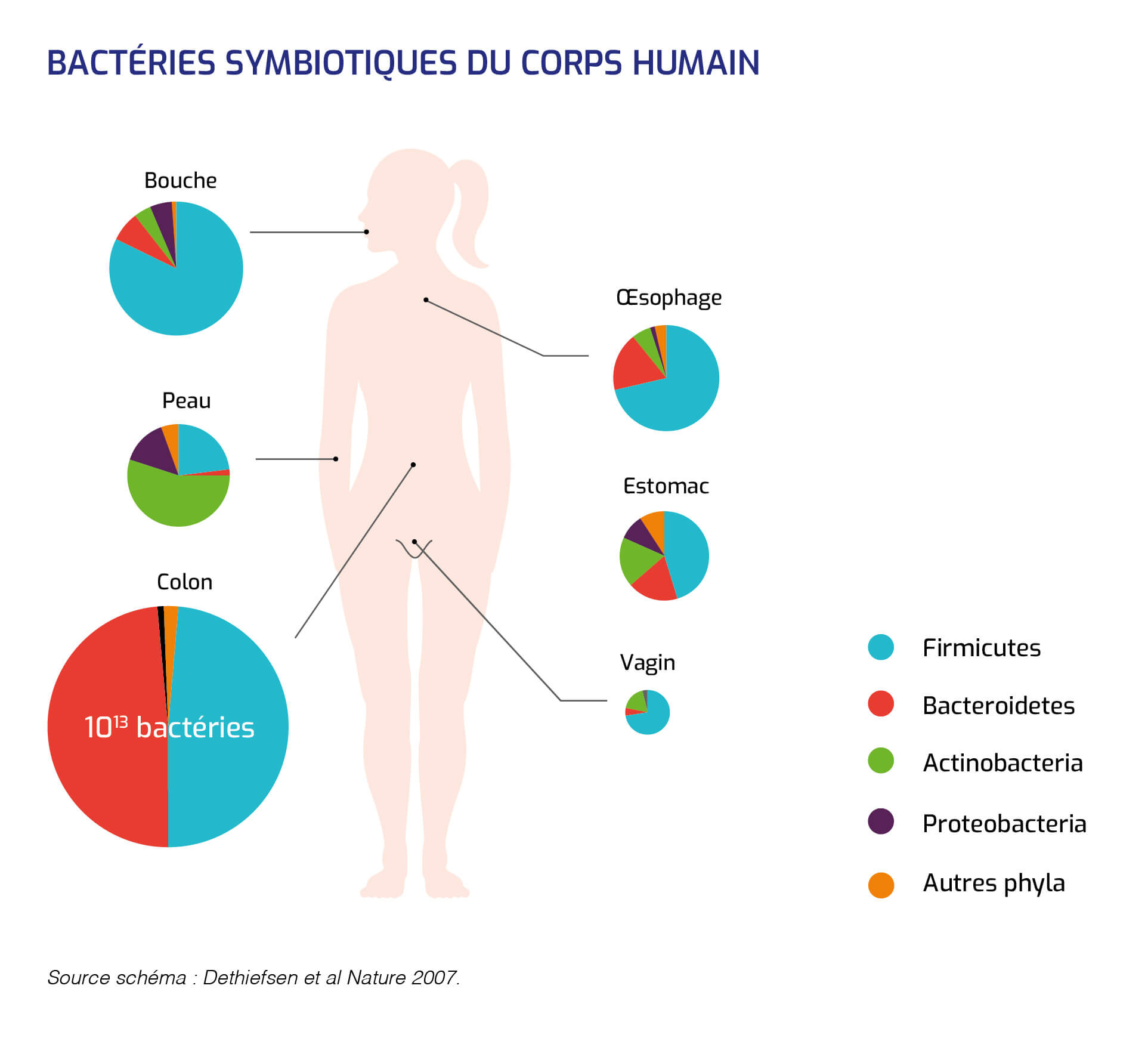 Bactéries symbiotiques du corps humain