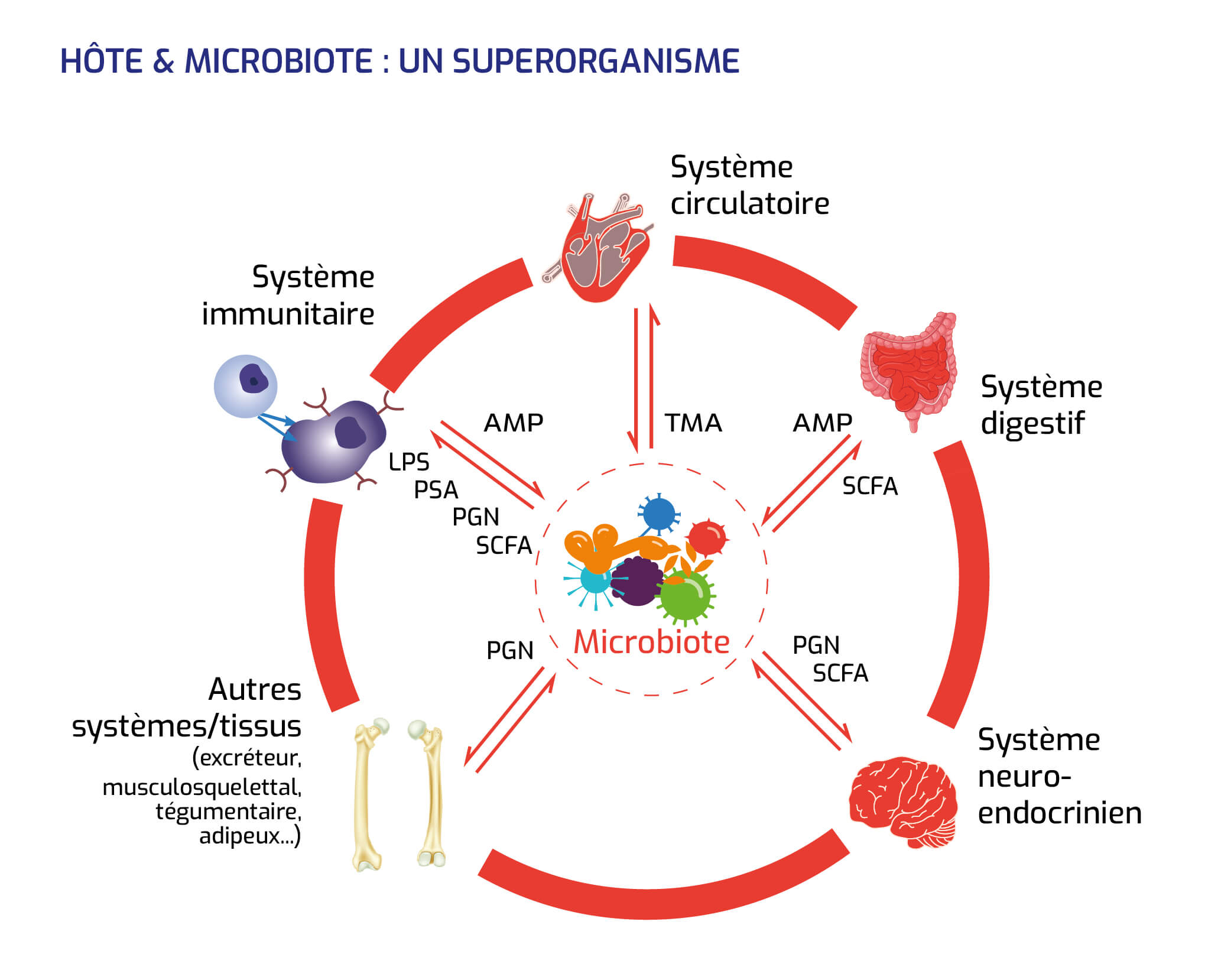 Hôte et microbiote