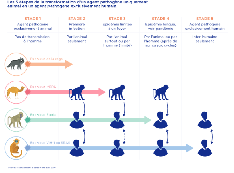 infographie zoonose