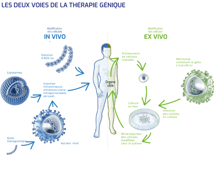 Thérapie génique