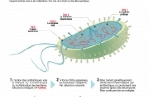 Les antibiotiques, c’est fini ?